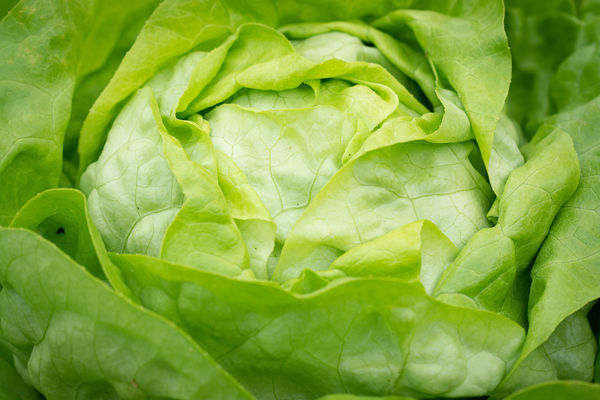 Butterhead lettuce